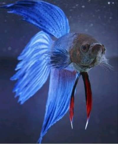 betta fish