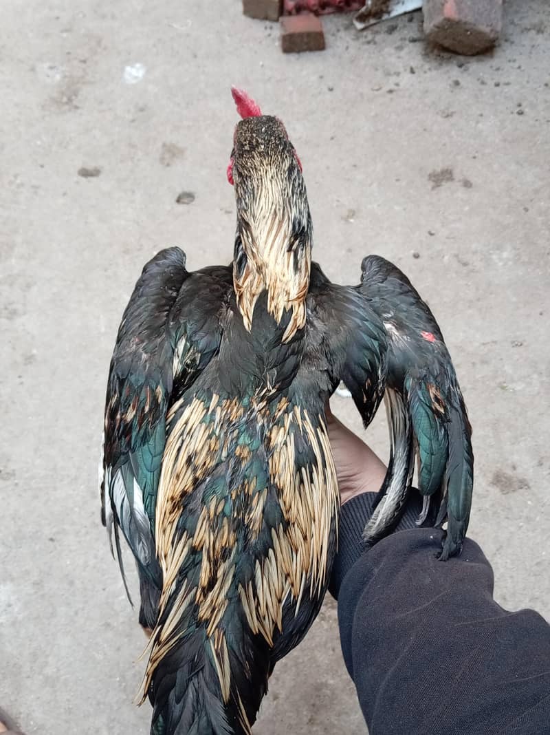 black java aseel 5000 2