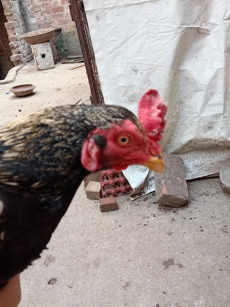 black java aseel 5000 3