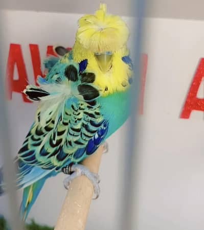 Exhibition Hogoromo Budgies