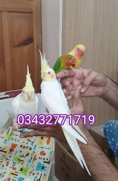 Hand Tamed Birds Available – Friendly & Loving Pets!