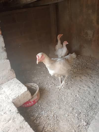 Heera Murgi 03201045171