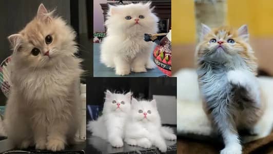 white persian kittens | tripple coat | kittens | cat | kittens