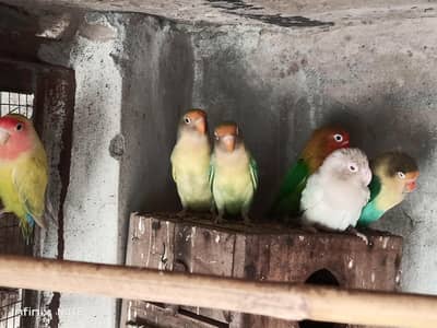 lovebirds per piece 1000