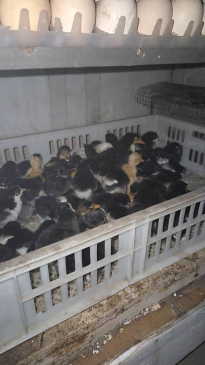 Australorp chiks available