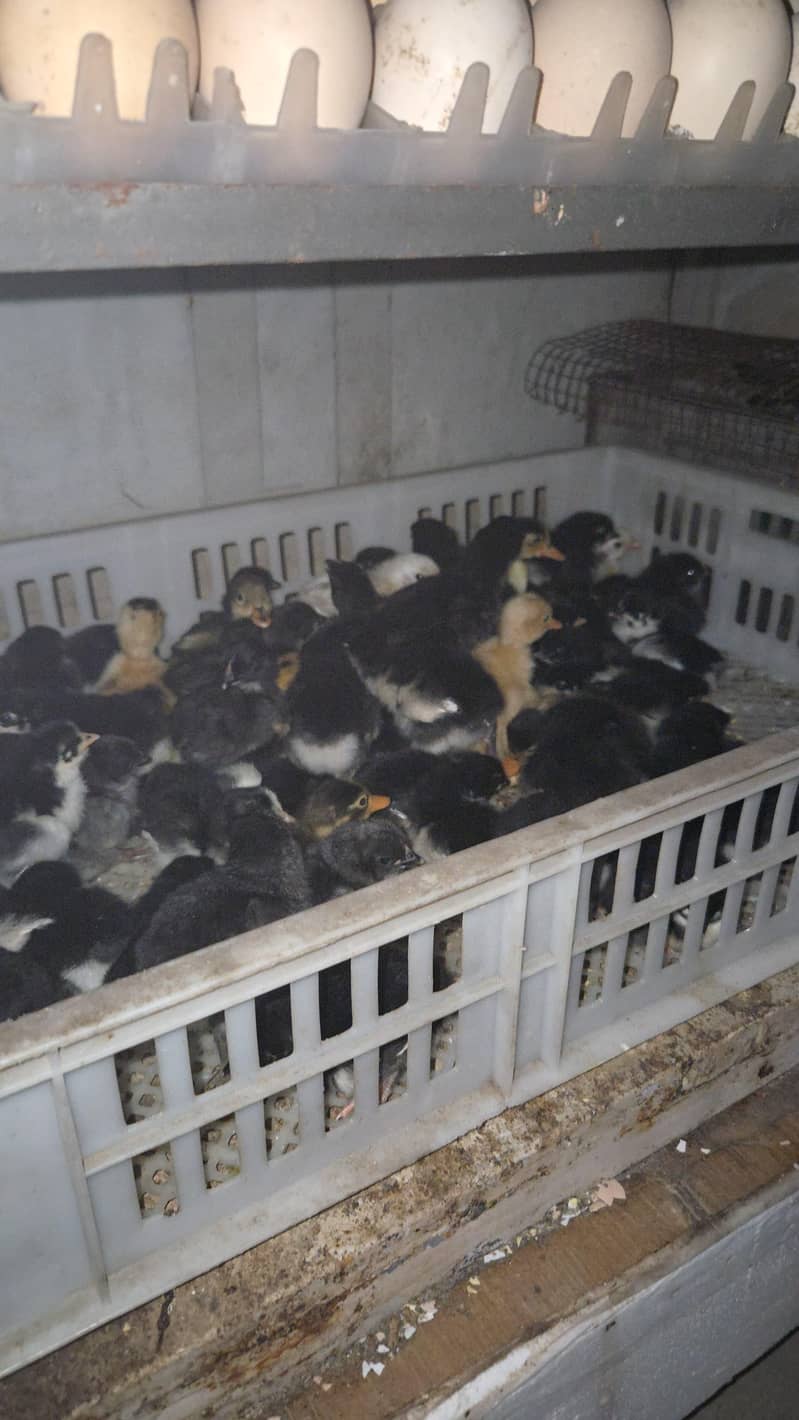 Australorp chiks available 0