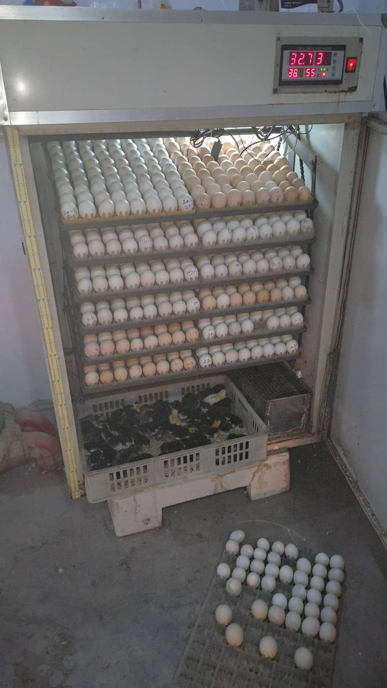 Australorp chiks available 1