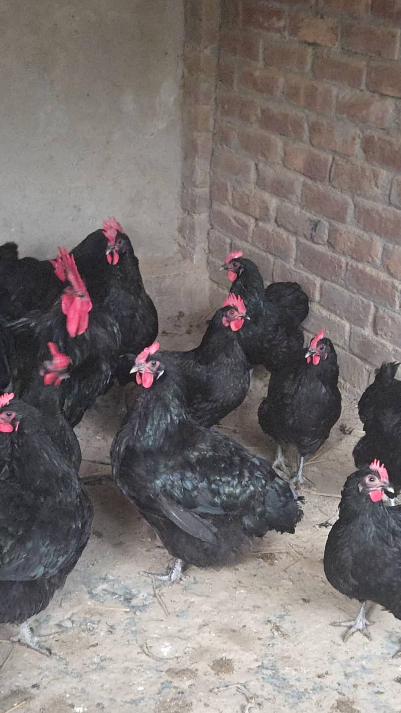 Australorp chiks available 2