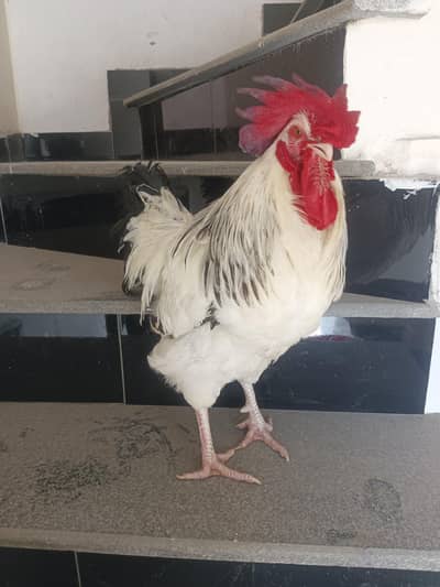 Premium Sussex Rooster for sale | Home Raised & Healthy