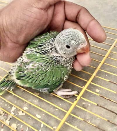 Green Parrot chiks