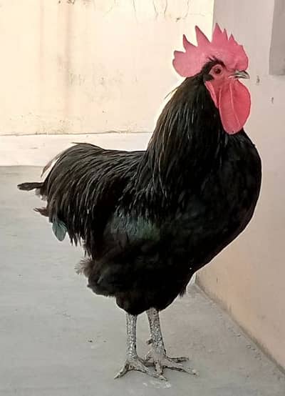 Australorp Heritage / RIR Breeder Male