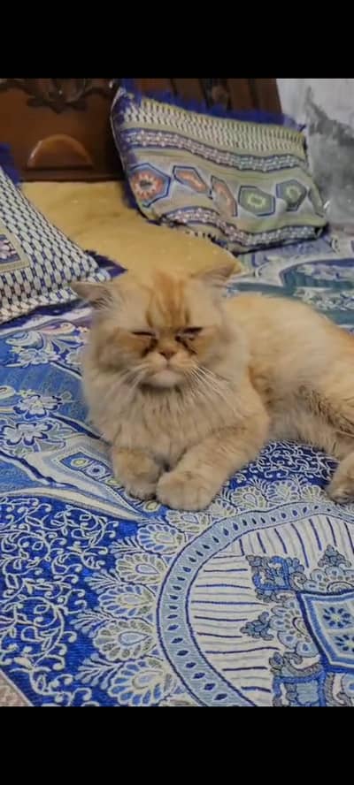 Persian cat pair Ghar me Rakhi ha full taim ha litter train