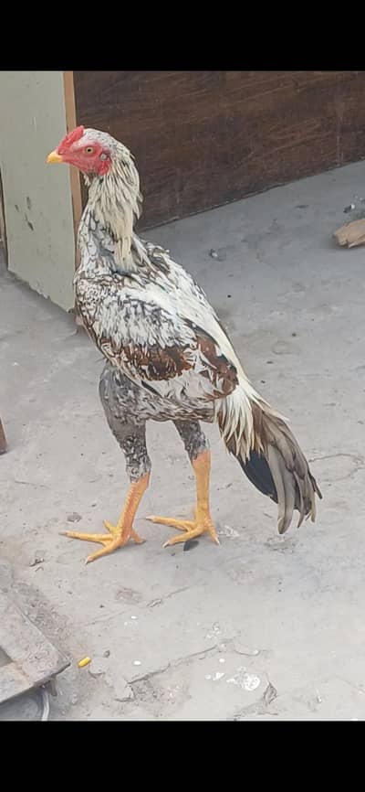 leta jawa patha full long height or pepper whit