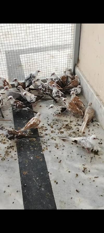 Diamond pied , Red pied & Blue pied Young pairs