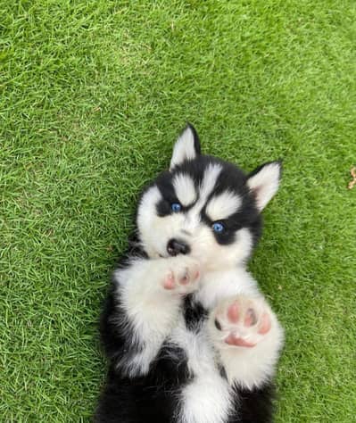 Husky | siberian Husky | wolly Coat Husky Pupp For Sale|+92314 5176416