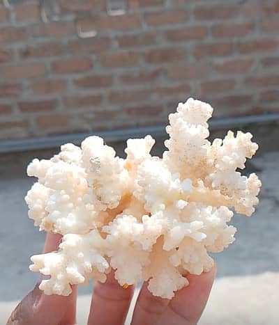 Very beautiful Natural White Coral(Marjan) specimen Available