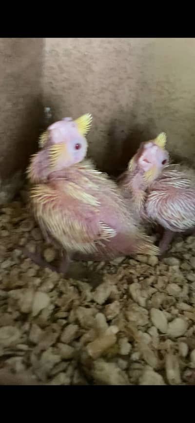 Cocktail chick available