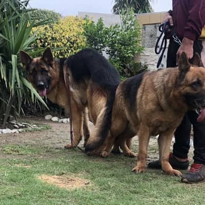 German Shepherd puppies Urgent Sale