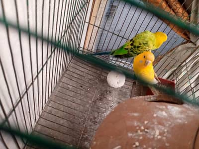 Australian budgie pair available