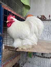 Fancy Hen Pair, White Male and Black Female, Breeder Pair