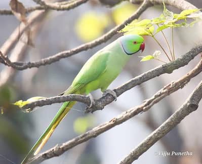 ringnack pair avelable breader pair