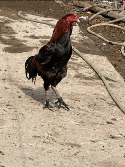 Pure aseel forslae mother pics attached or saleta aseel ke parents ki