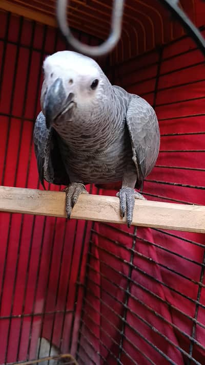 African Grey Self  Chick