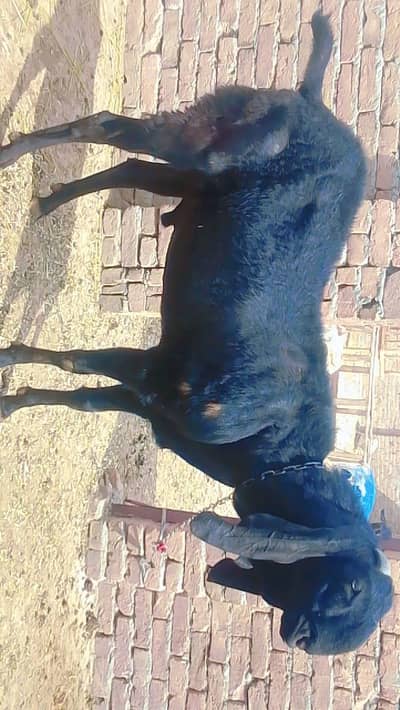 pure Beetal | Bakra | Goat | Breedar bekra | 6 dant | بکرا