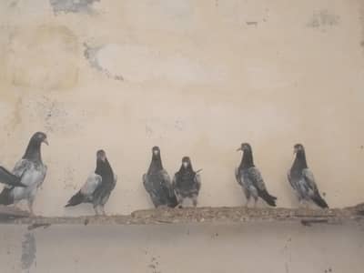 Teddy pathy pathiyan for sale