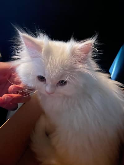 pure persian kitten for sale