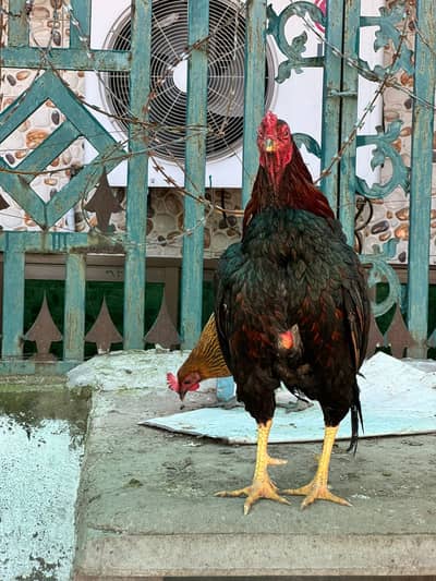 Lohman brown & black egg laying females | Hens for Sale