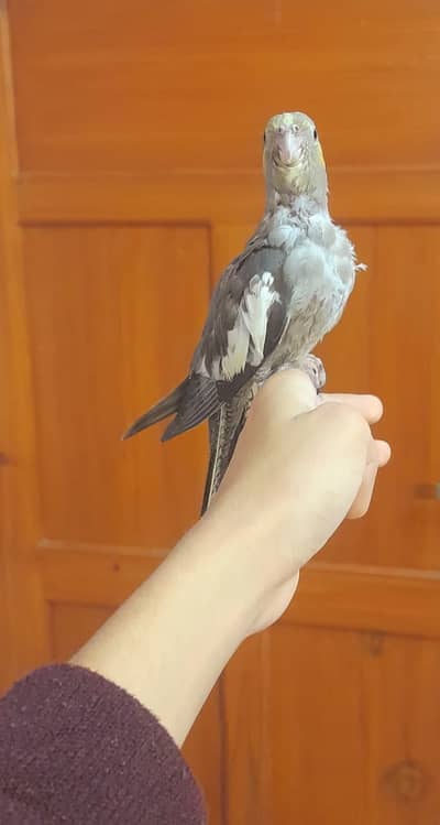 Beautiful fully tamed cocktail