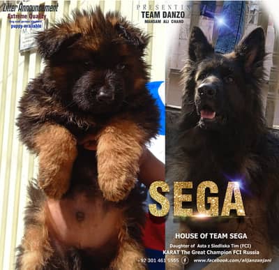 German Shepherd FCI imported bloodline puppise