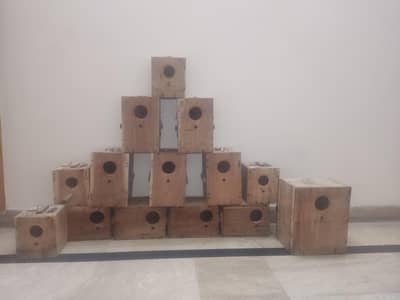 birds breeding boxes for sale | RS: 699 Whatsapp: 03117467819