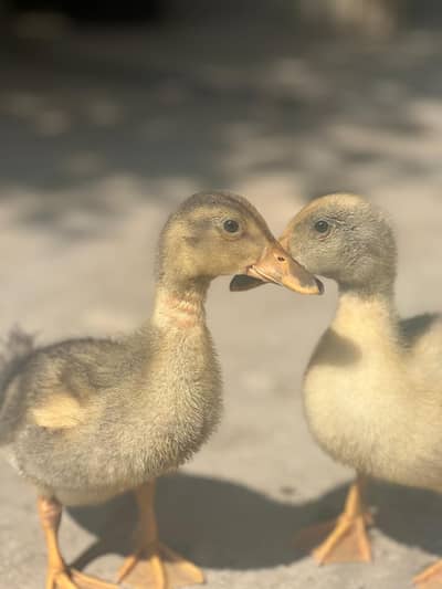 ducklings for sale
