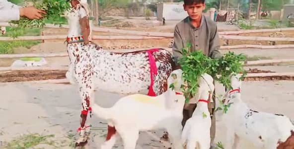 Makkah chini Bakri Our 3 Bacchon Ka Sath Urgent for sale/ 03221442364