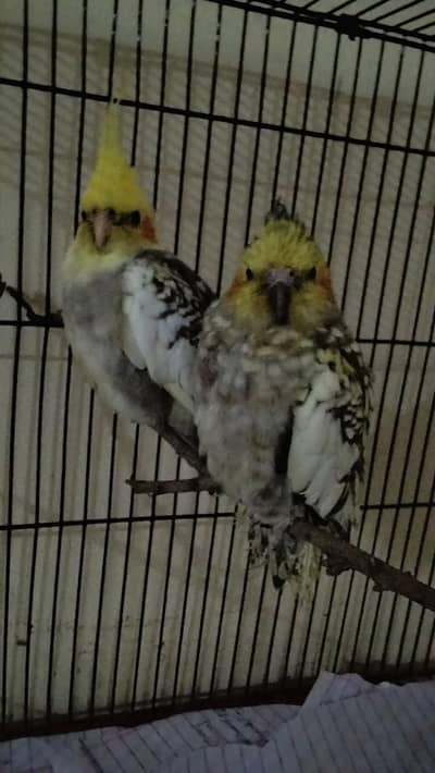 healthy pair cocktails