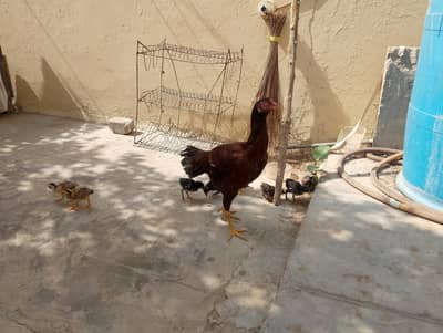 aseel murgi with chicks