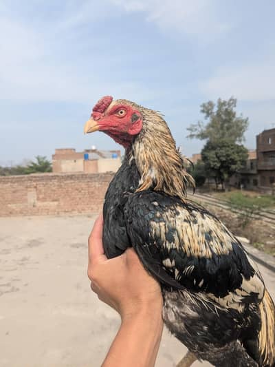 miyawale top quality