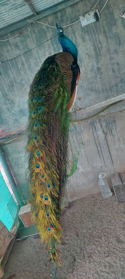 Peacock Blue shoulder Pair