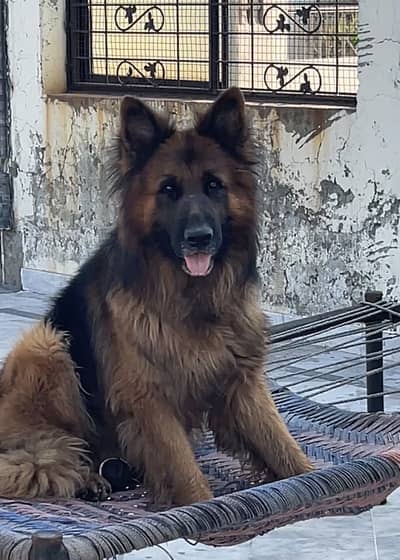 Long coat german shepherd puppy