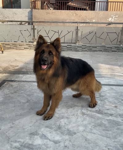 Long coat german shepherd puppy