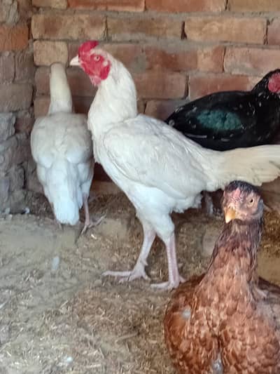 aseel pair full white heera male and brown aseel female