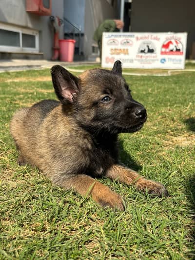 Belgian Malinois Puppies for Sale