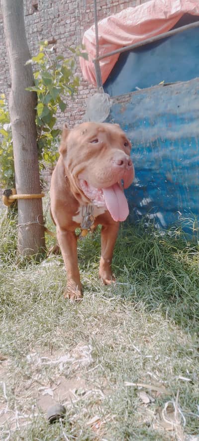 American bully male