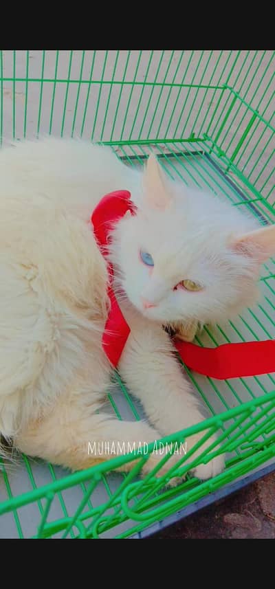 pershion cat long hairs for sale paiso ma kami pshi ho jy gi inbox ajn