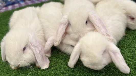 Holland lop healthy and active bunnies