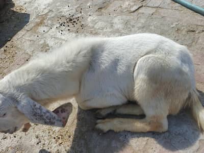 urgent sale krna hai 03154160502  as py rabta kri