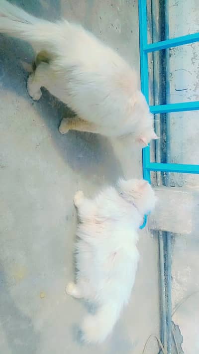 persian cat for sell