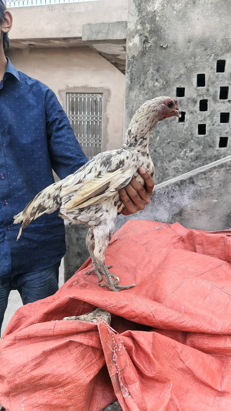 ice blue dragon hen 0